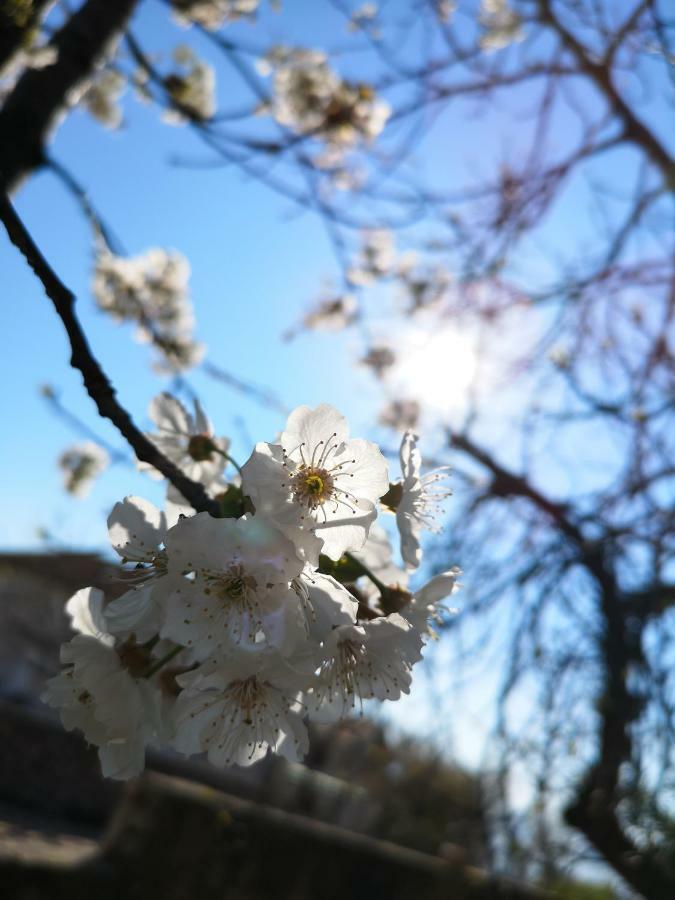 Apartman Agava Njivice Dış mekan fotoğraf